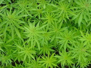 Cannabis terapeutica, la svolta toscana