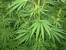 Agenzie stampa 18 giugno 2012 – conferenza alla Camera sulla cannabis terapeutica