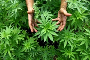 Prove di cannabis legale Il proibizionismo non è servito, adesso conviene sperimentare una via diversa