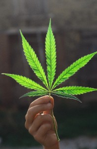 Marijuana libera, basta ipocrisie